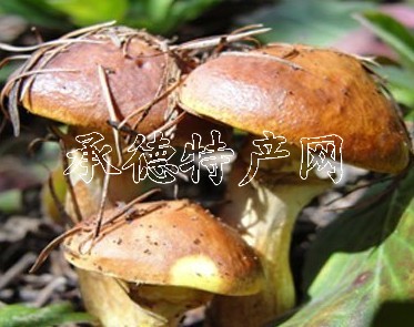鲜松蘑很多人吃了之后拉肚子,这 主要是因为鲜松蘑外面那层皮的缘故