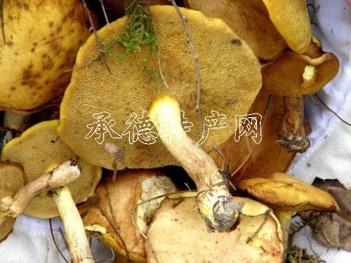承德深山野生松树蘑(块状) - 承德深山肉蘑/松蘑